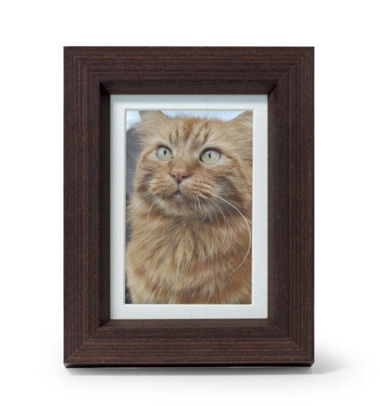 Tribute Photo Frame In Walnut